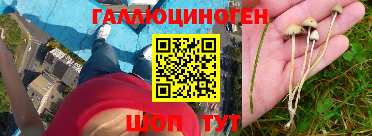 Галлюциногенные грибы Cubensis  Вход с VPN  Славянск-на-Кубани 